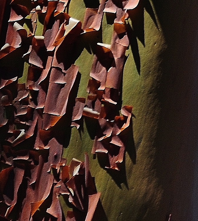 madrona branch peeling